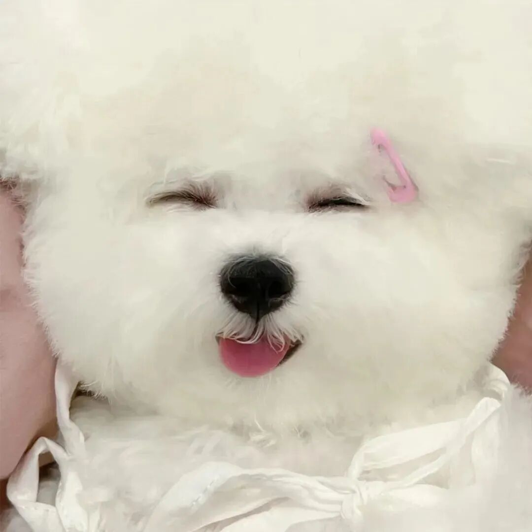可爱狗狗萌宠头像