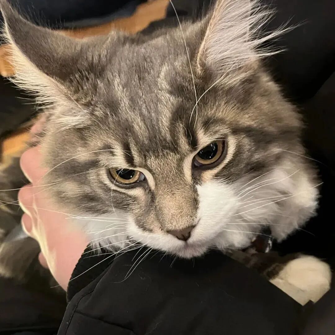 酷酷猫咪萌宠头像