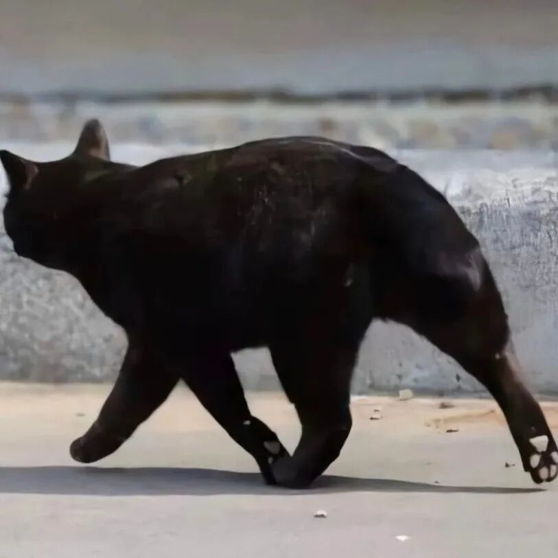 沙雕搞怪猫咪情侣头像