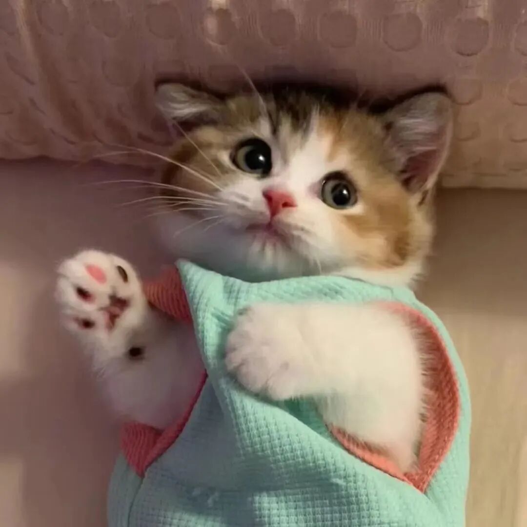 猫咪萌宠头像
