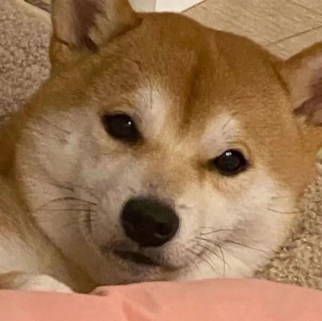 可爱狗狗萌宠头像