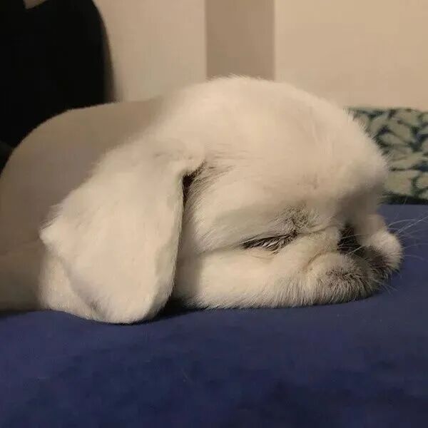 可爱狗狗萌宠头像