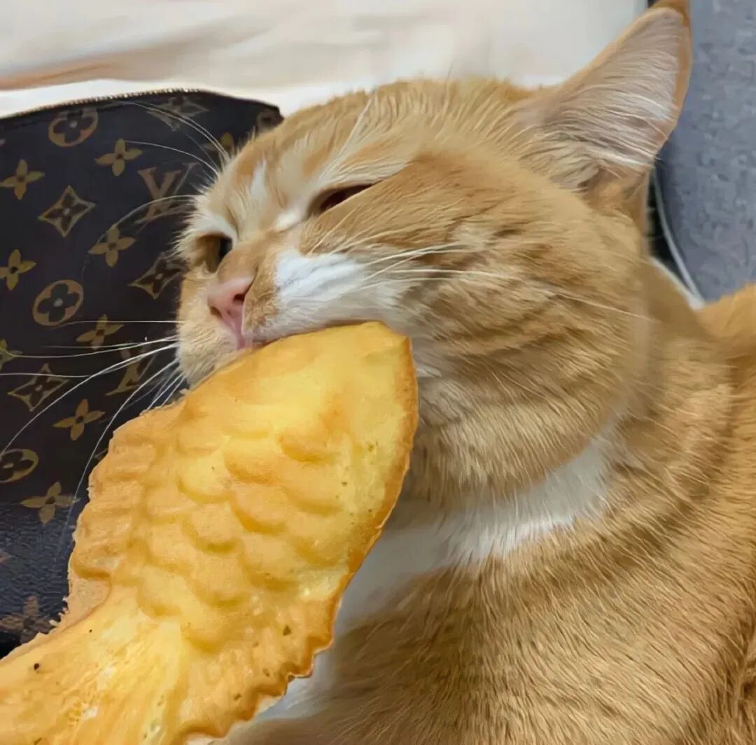 猫咪萌宠头像