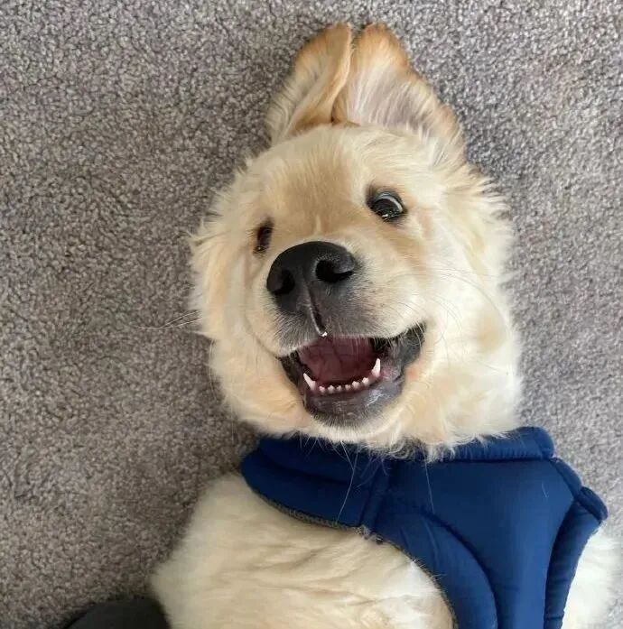 狗狗萌宠头像
