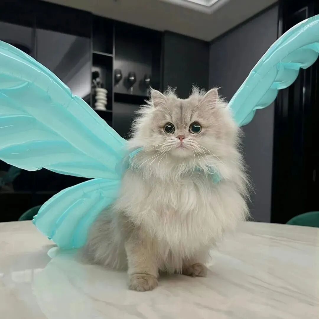 可爱唯美猫咪萌宠头像