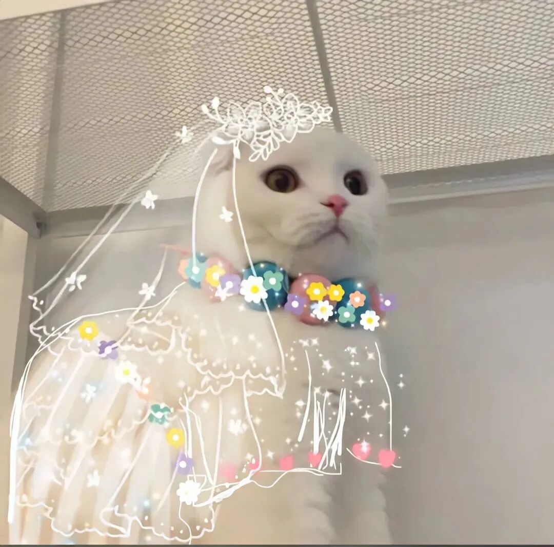 可爱猫咪情侣头像