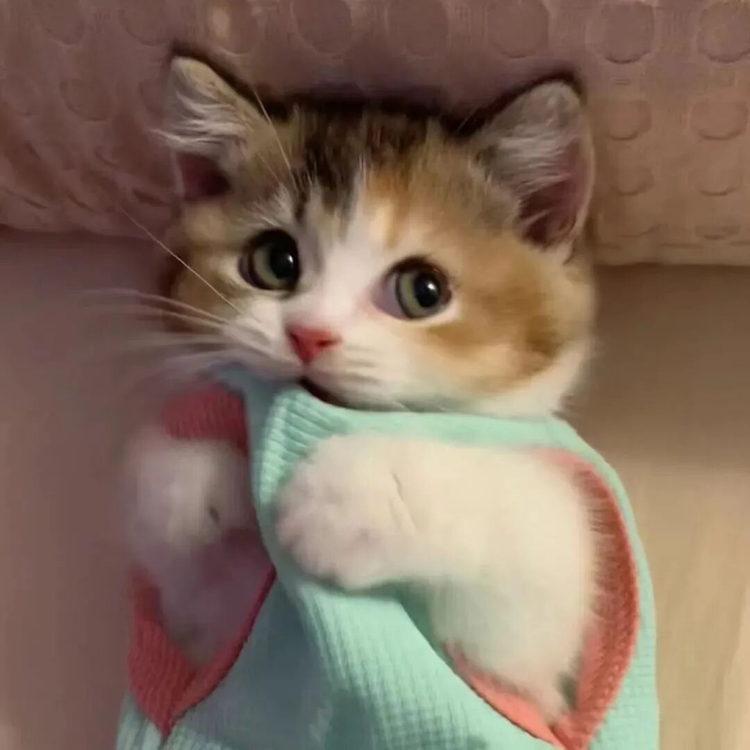 猫咪萌宠头像