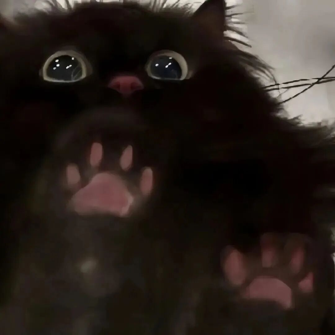 maomilianrenbeby猫咪情侣头像