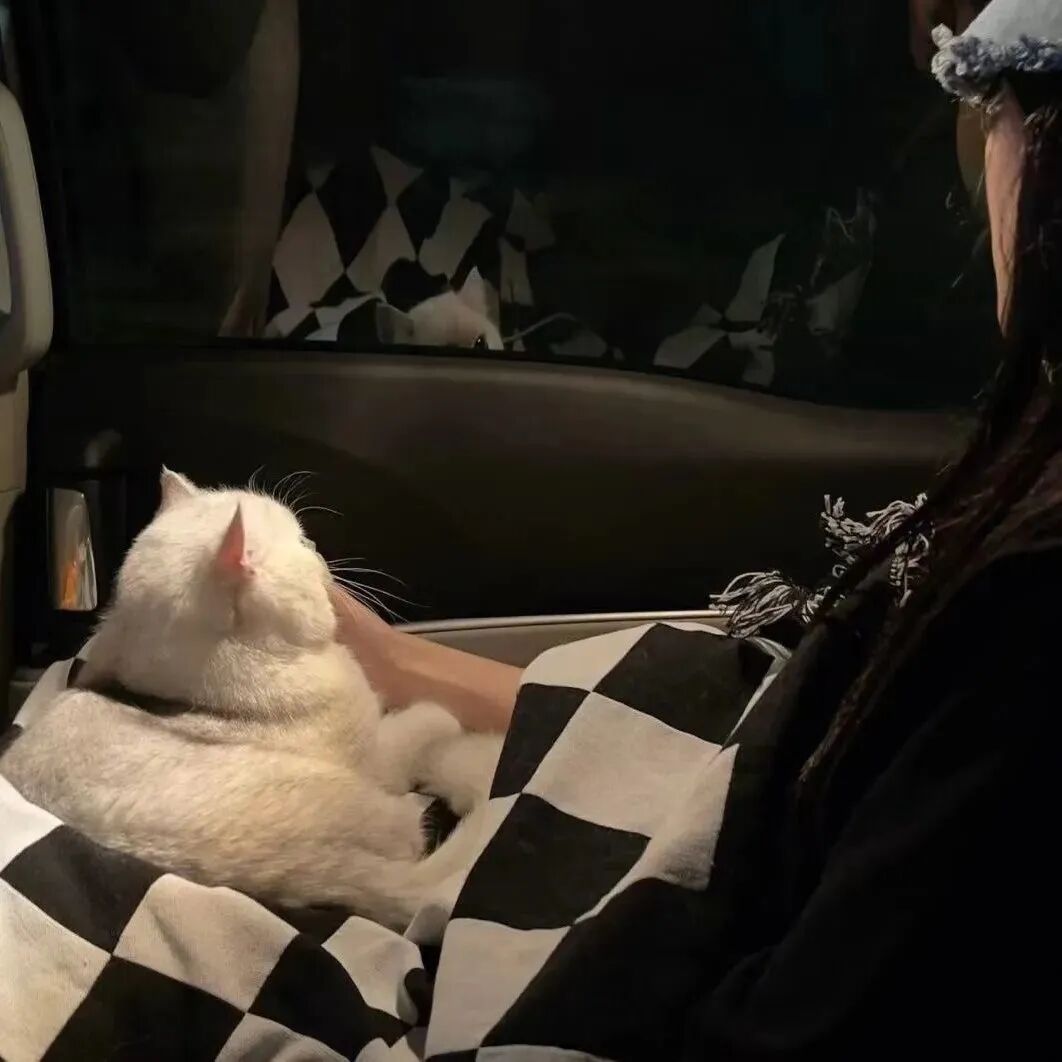 不露脸抱着猫咪女生头像