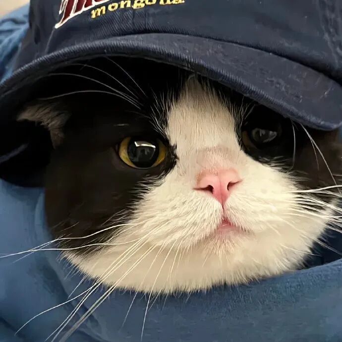 可爱猫咪萌宠头像
