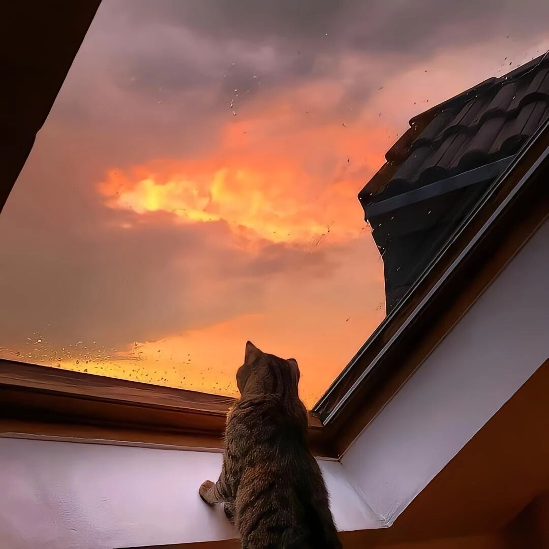 晚霞猫咪萌宠头像