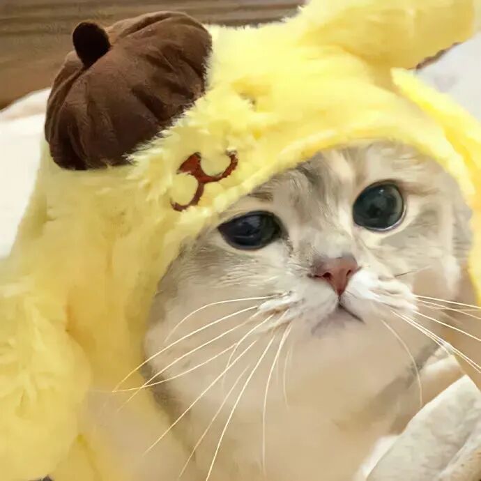 可爱猫咪萌宠头像