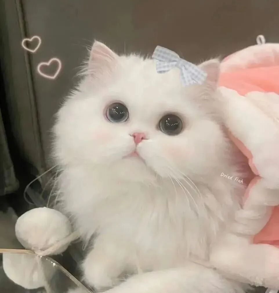 可爱猫咪萌宠头像