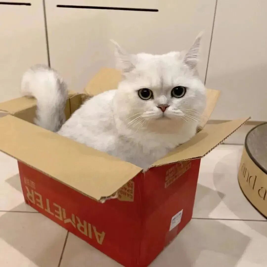 猫咪萌宠头像