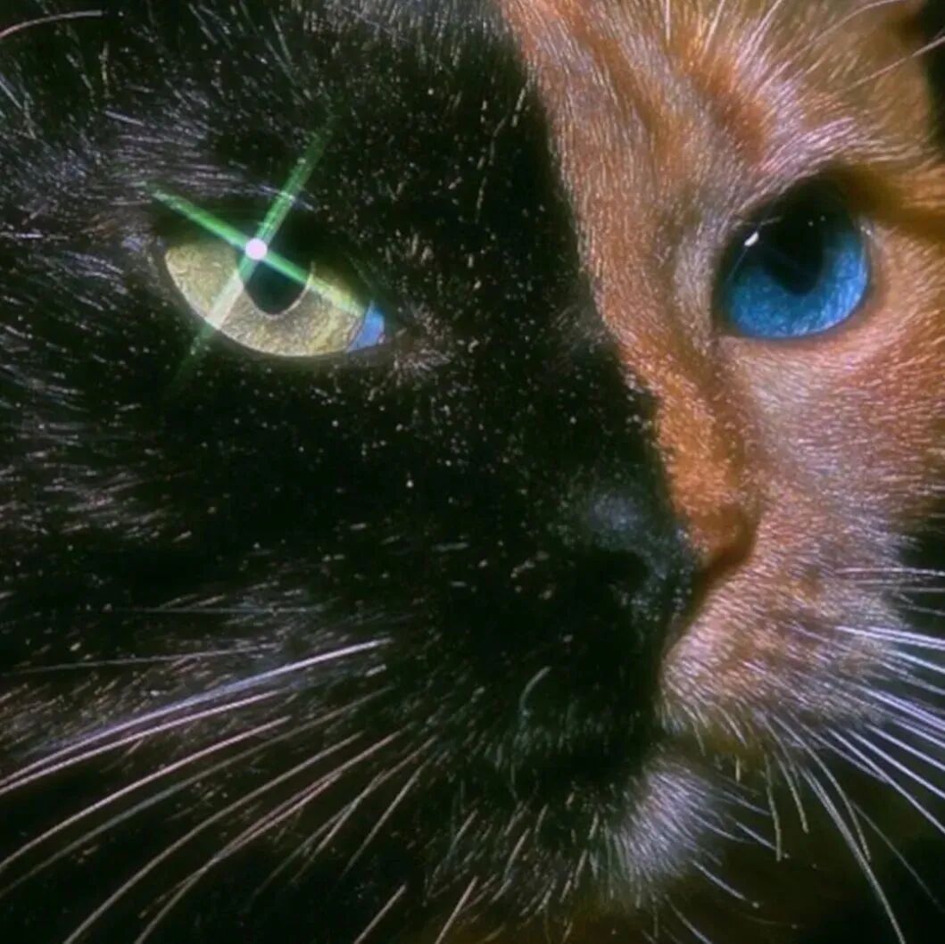 酷酷猫咪萌宠头像