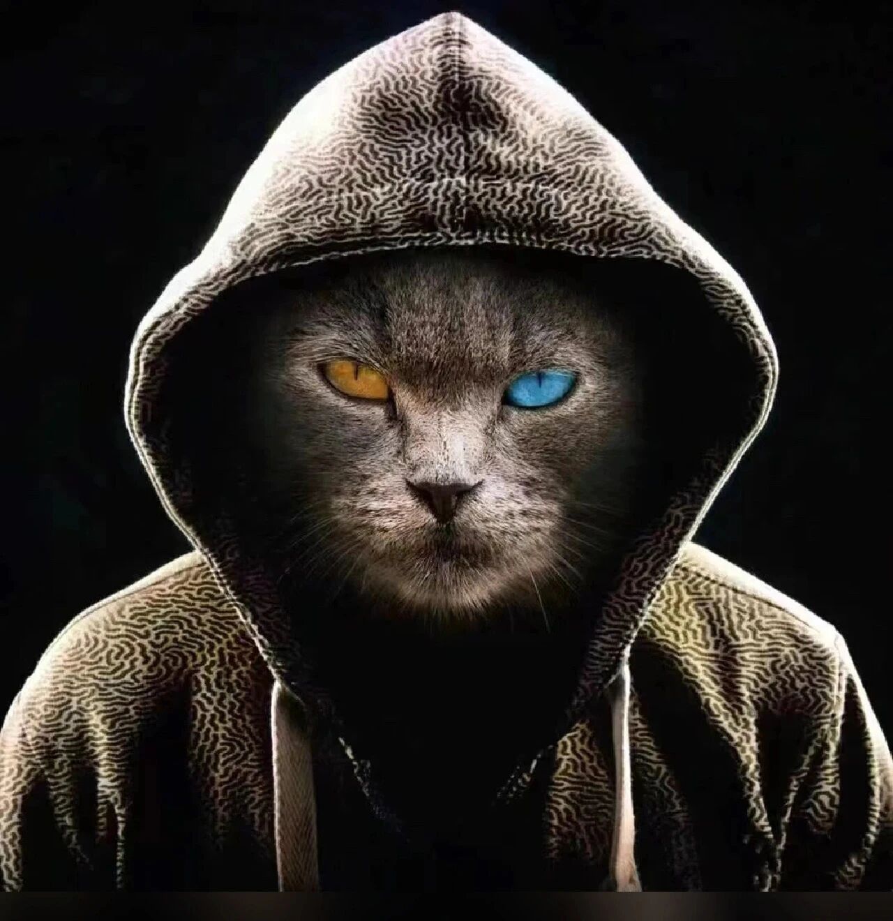 酷酷猫咪萌宠头像