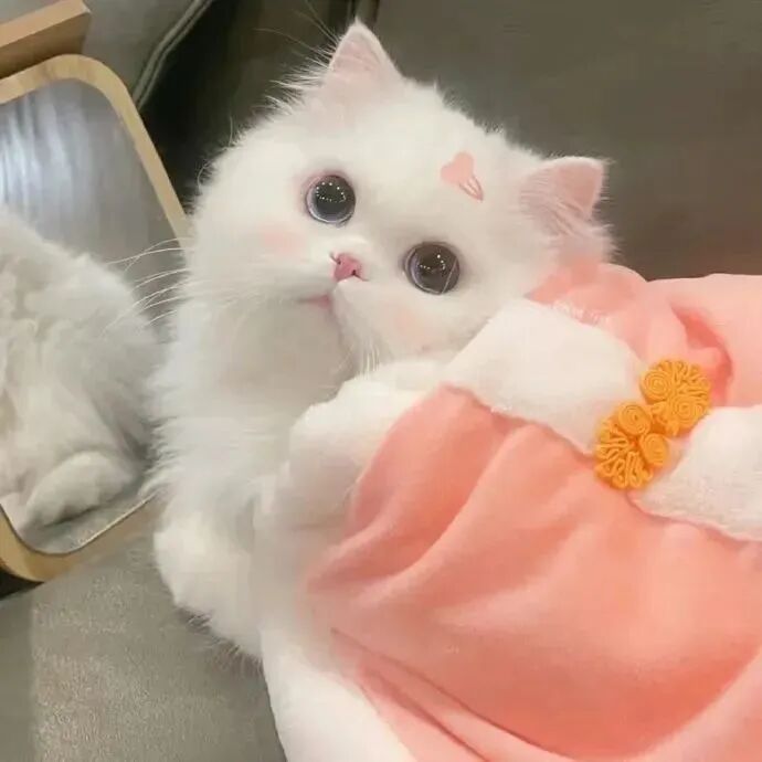 猫咪萌宠头像
