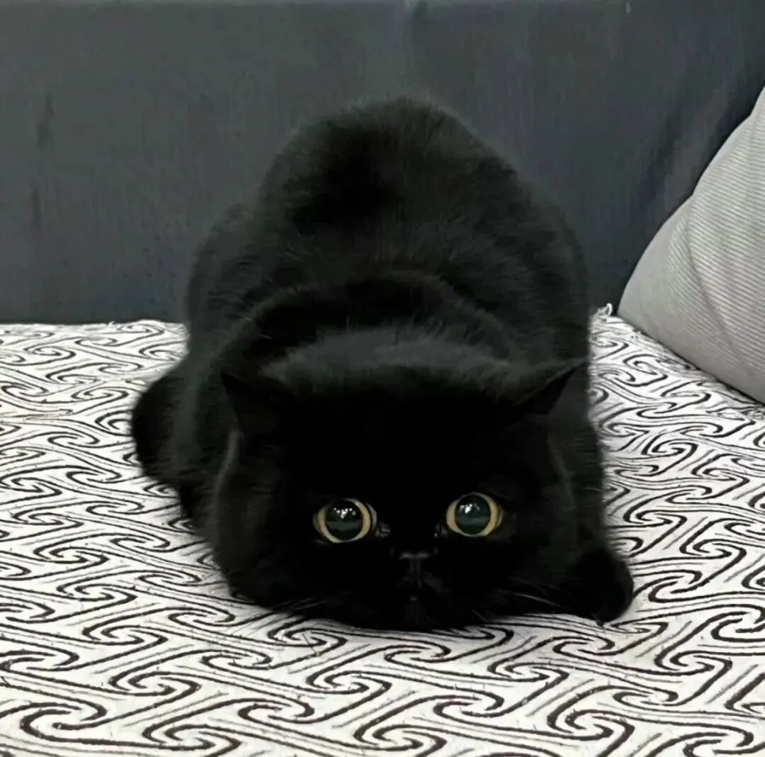 黑煤球猫咪萌宠头像