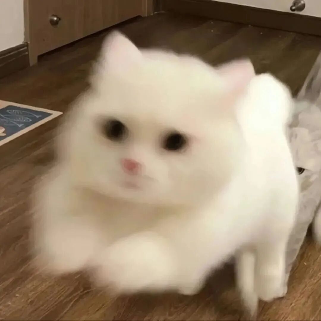 猫咪萌宠头像