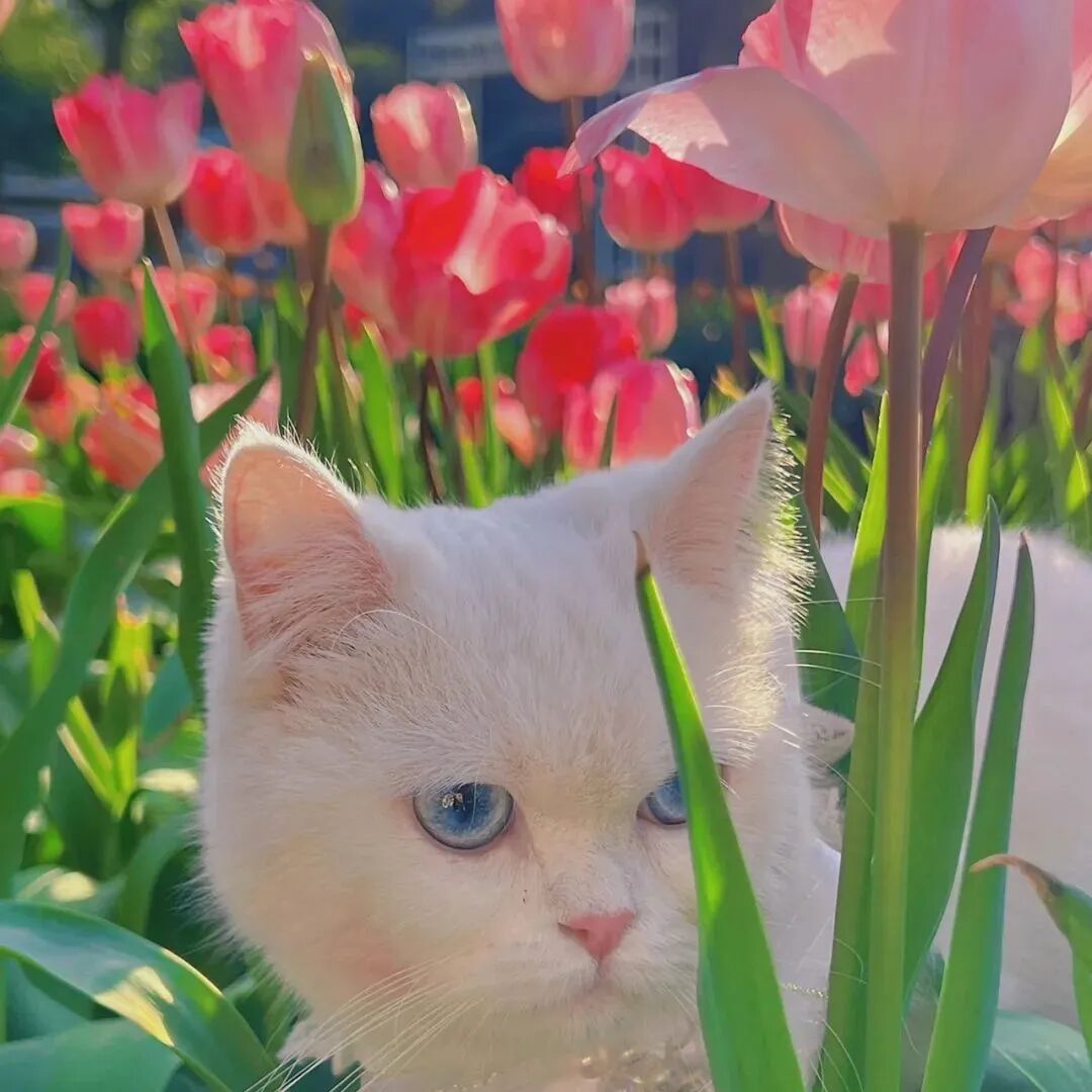 鲜花猫咪头像萌宠头像
