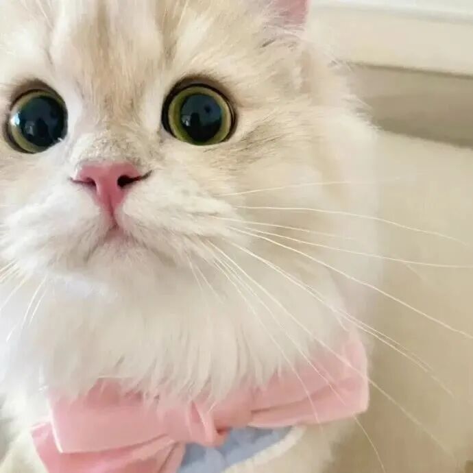 可爱猫咪萌宠头像