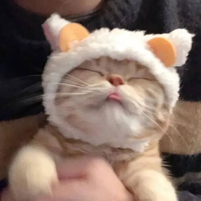 猫咪萌宠头像