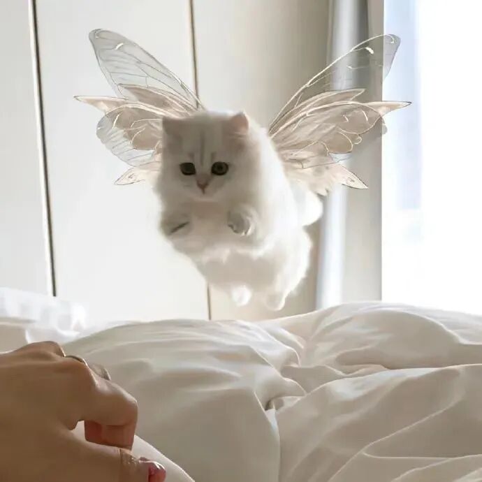可爱唯美猫咪萌宠头像