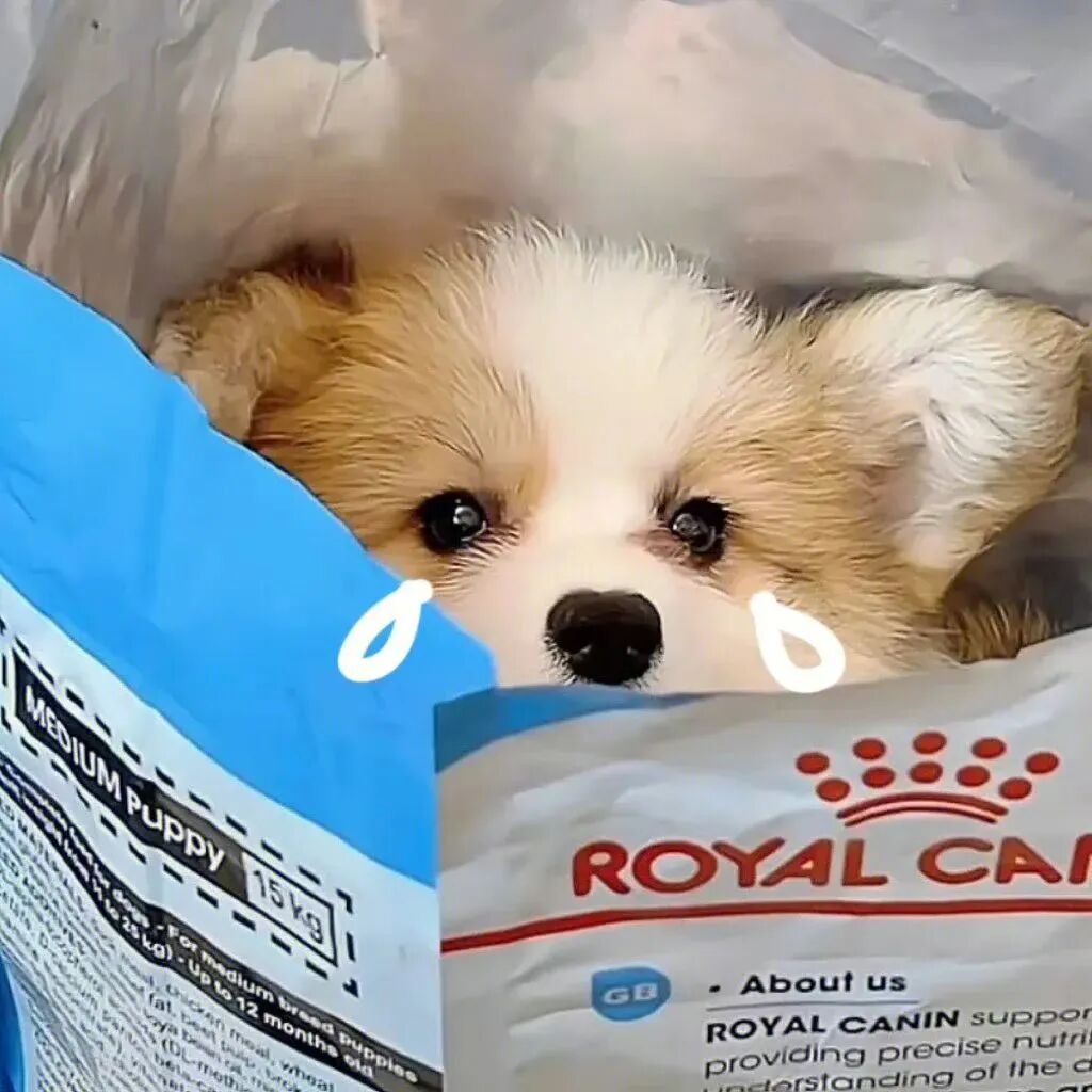 狗狗萌宠头像
