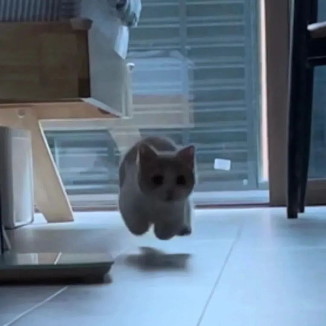 猫咪萌宠头像