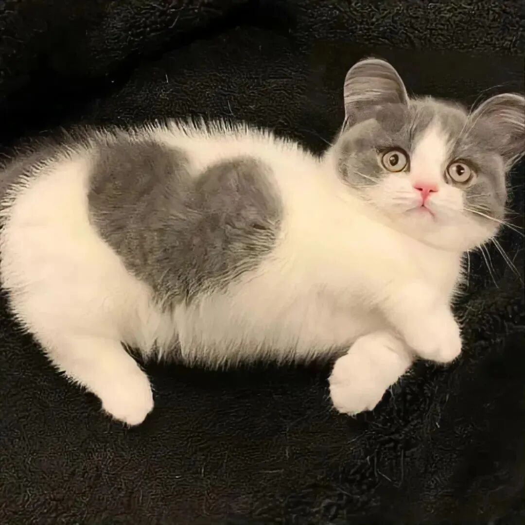 可爱猫咪萌宠头像