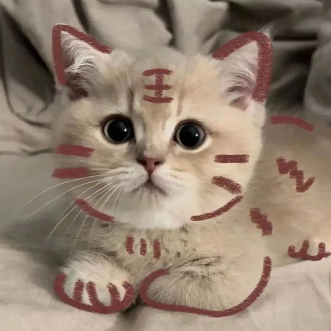 沙雕搞怪猫咪萌宠头像