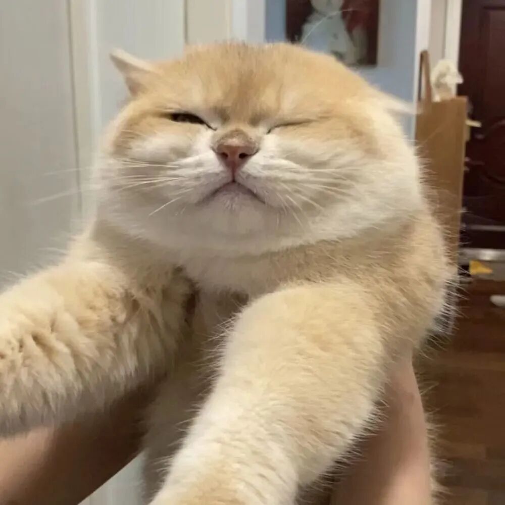 猫咪萌宠头像