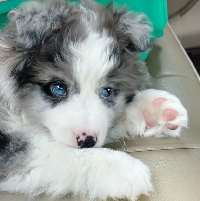 狗狗萌宠头像