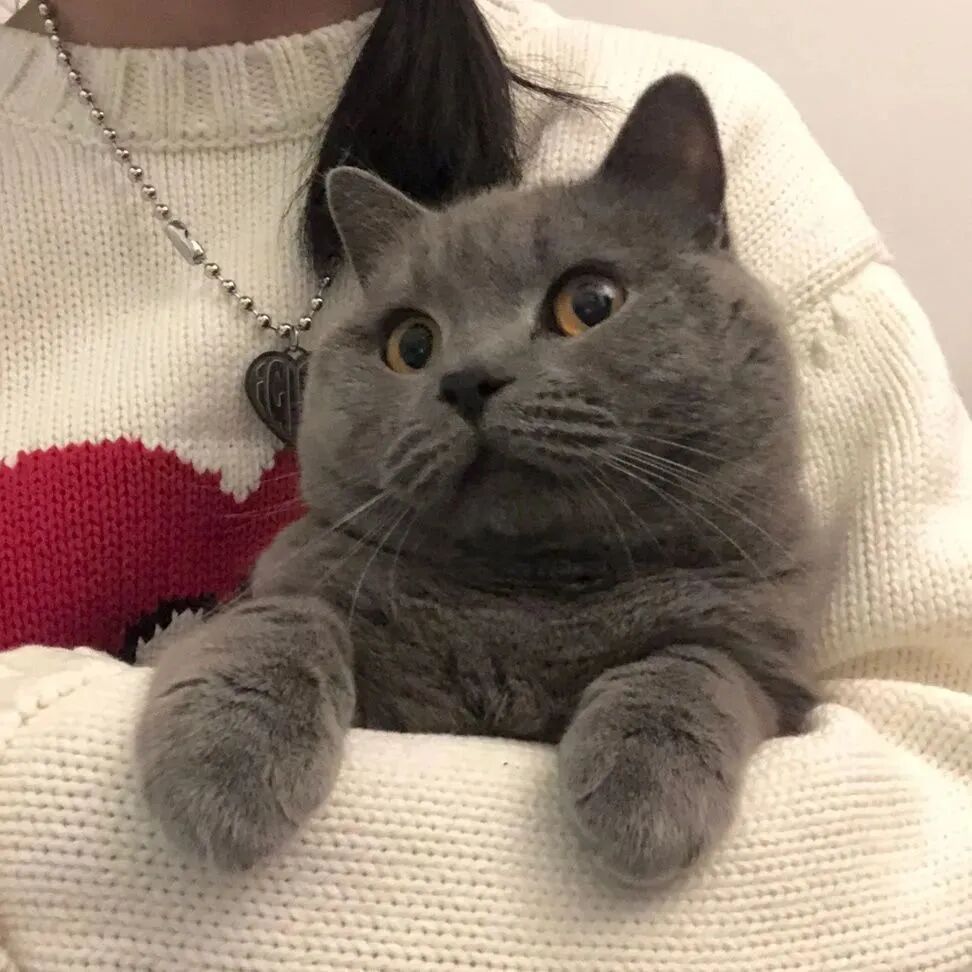 可爱猫咪二人闺蜜头像真人闺蜜头像