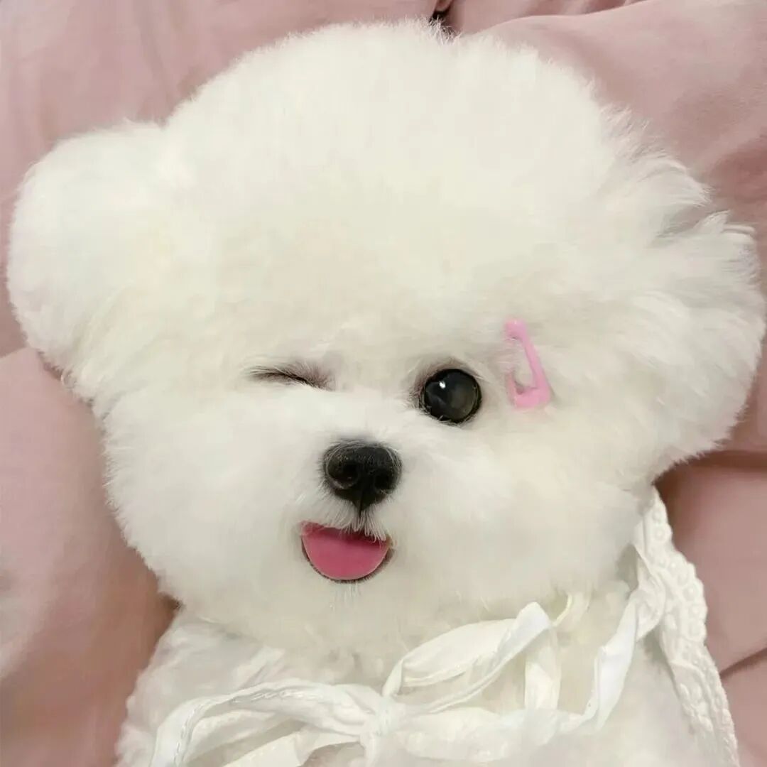 可爱狗狗萌宠头像