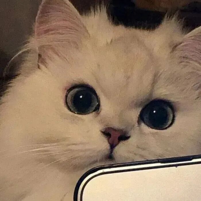 萌宠猫咪头像