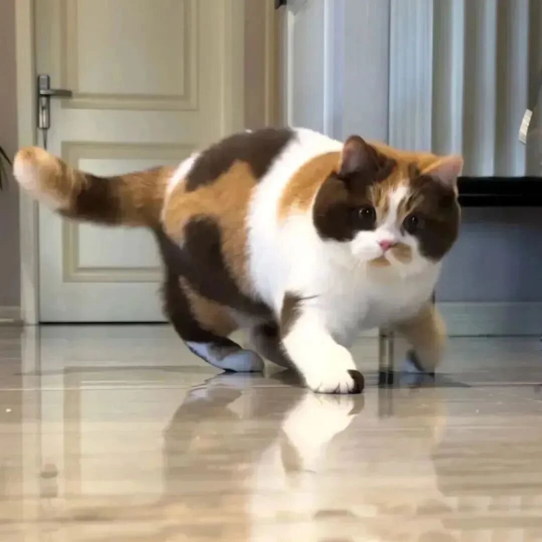 猫咪萌宠头像