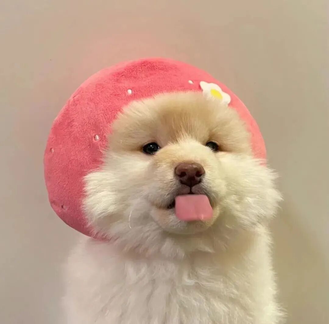 可爱狗狗萌宠头像