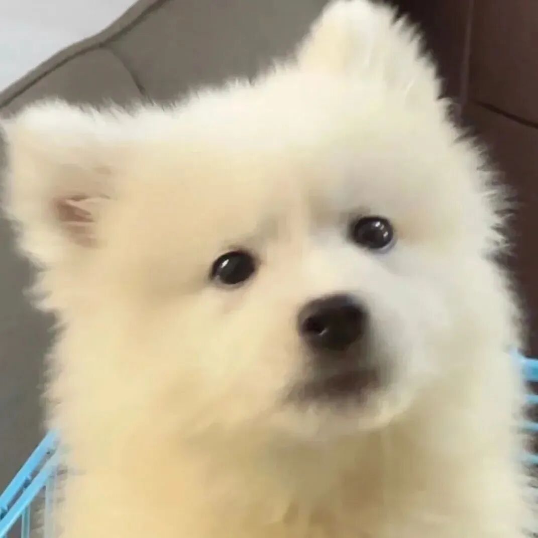 狗狗萌宠头像
