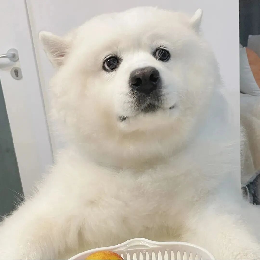 可爱狗狗头像萌宠头像