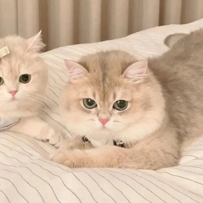 猫咪二人闺蜜头像
