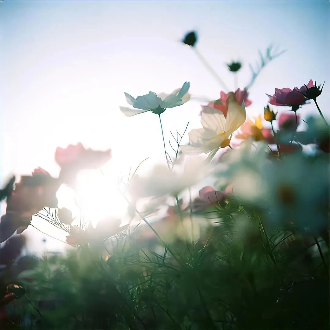 鲜花背景图