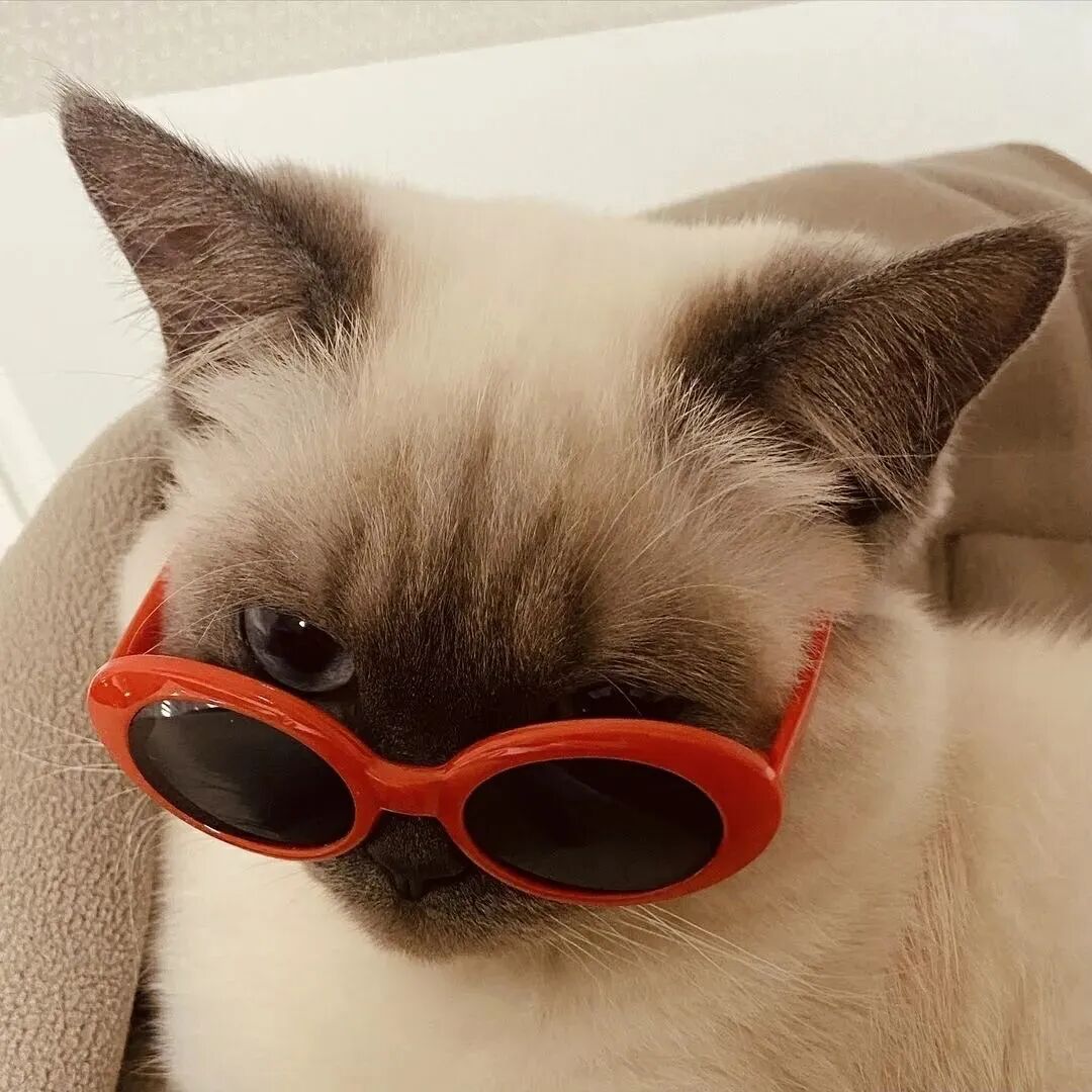 可爱墨镜猫咪头像萌宠头像