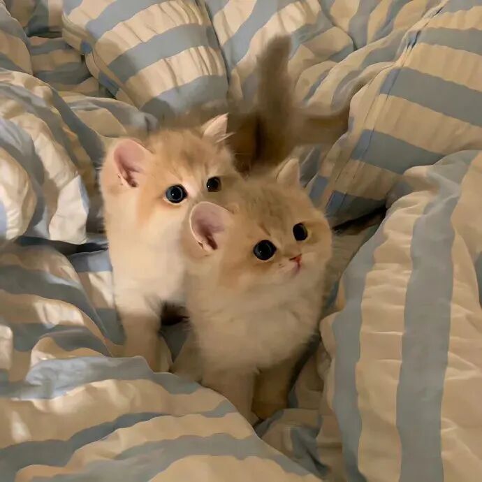猫咪萌宠头像