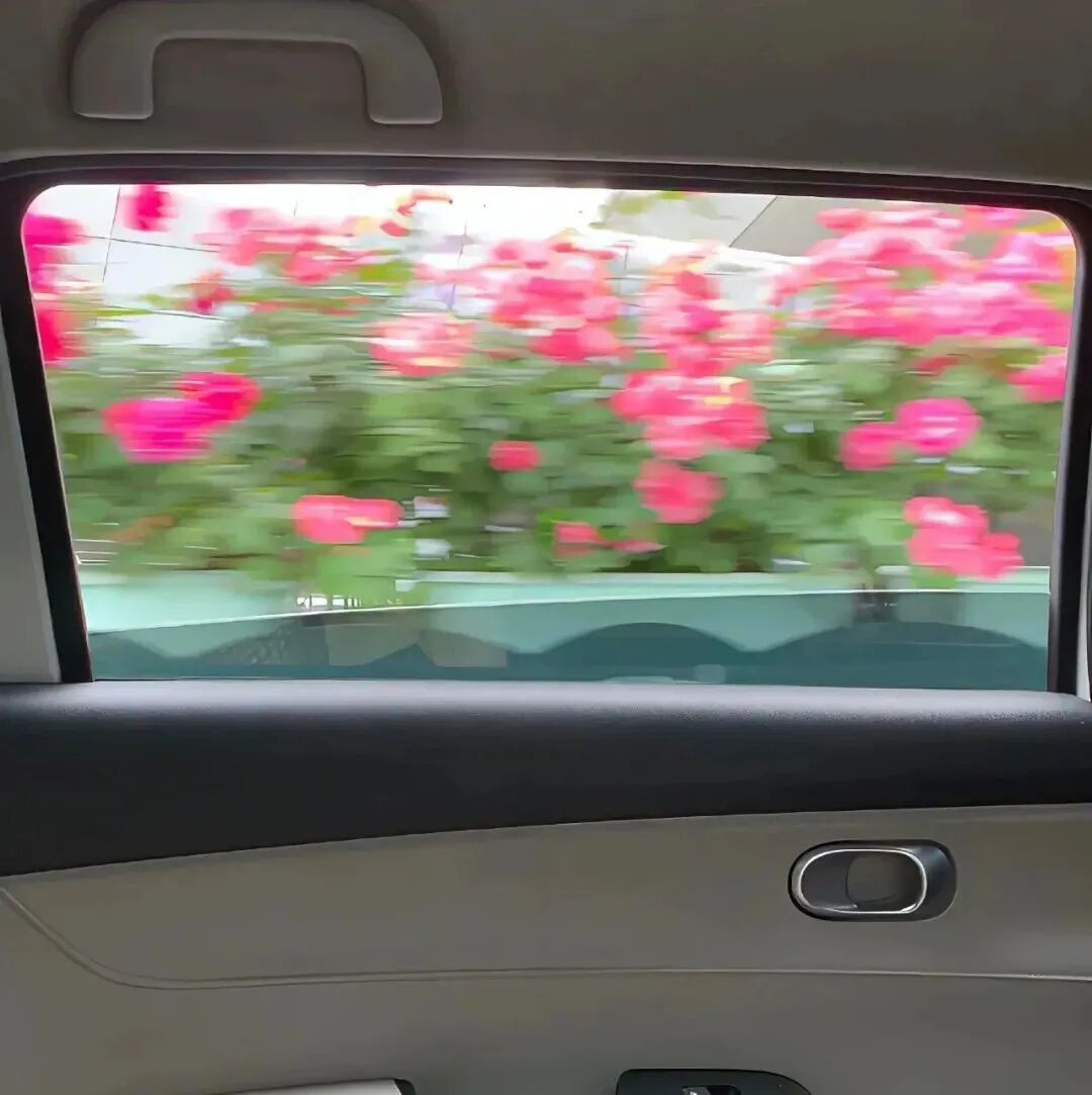 窗外鲜花背景图