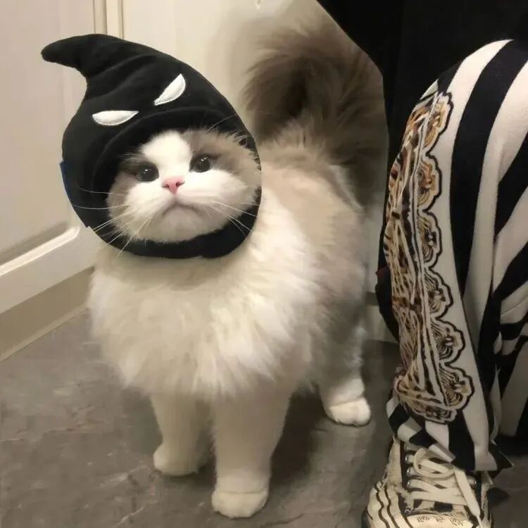 可爱猫咪萌宠头像