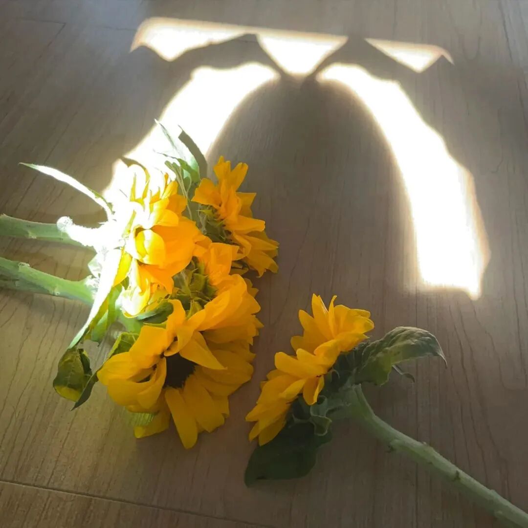 不露脸鲜花影子四人闺蜜头像真人闺蜜头像