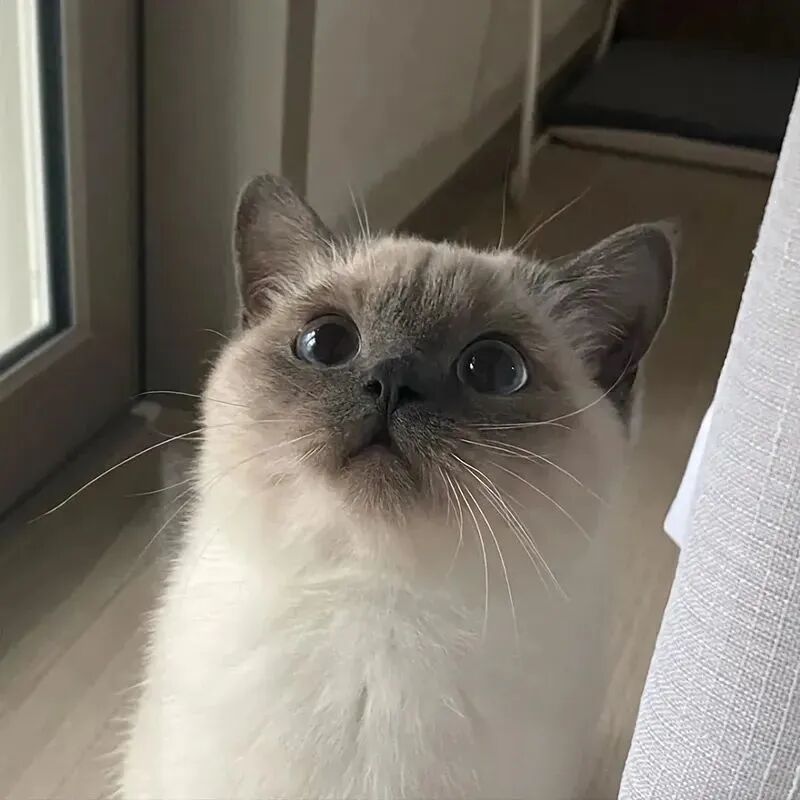 猫咪萌宠头像