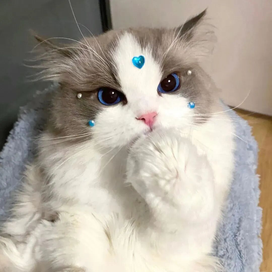 猫咪萌宠头像