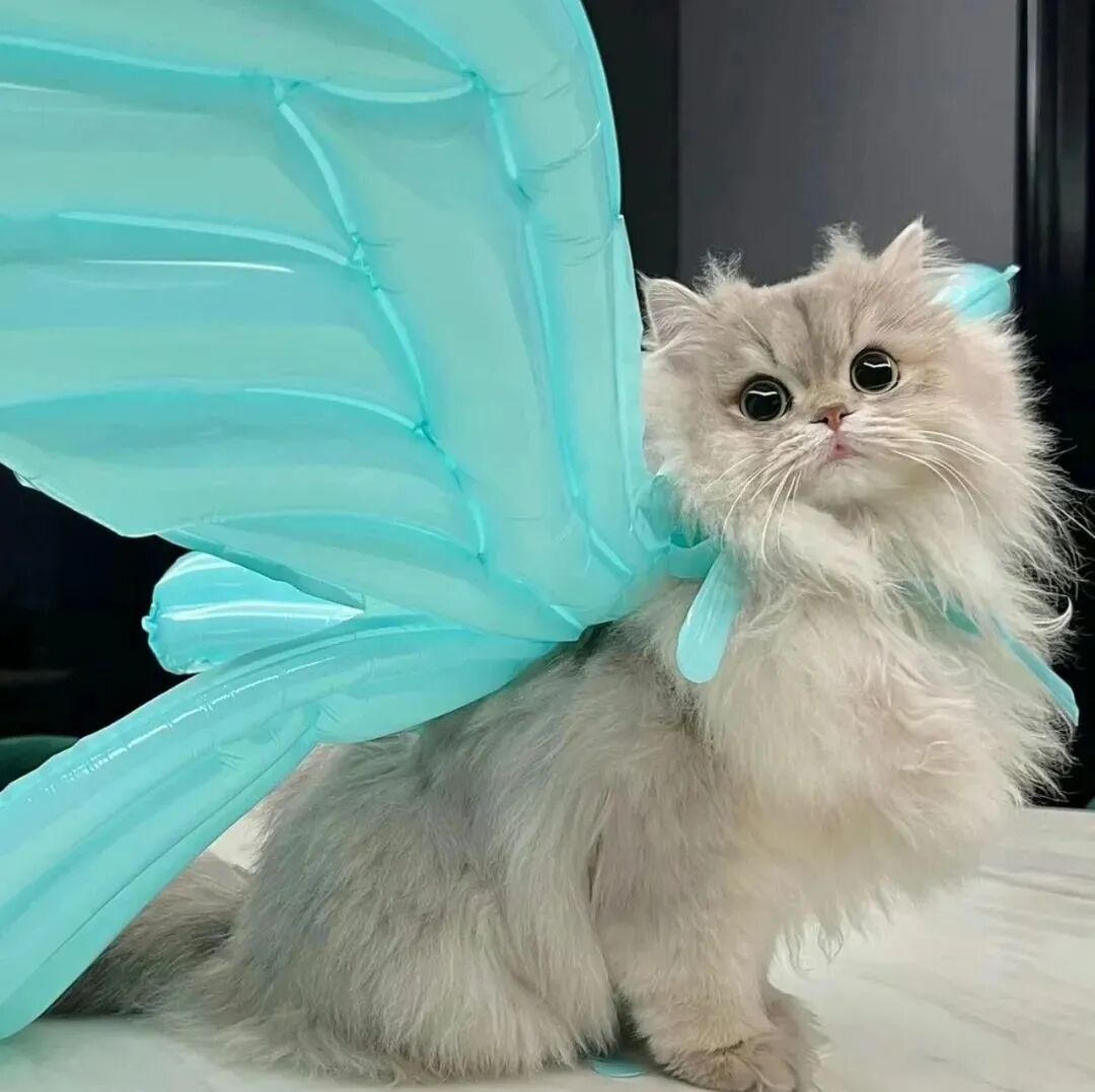 可爱唯美猫咪萌宠头像